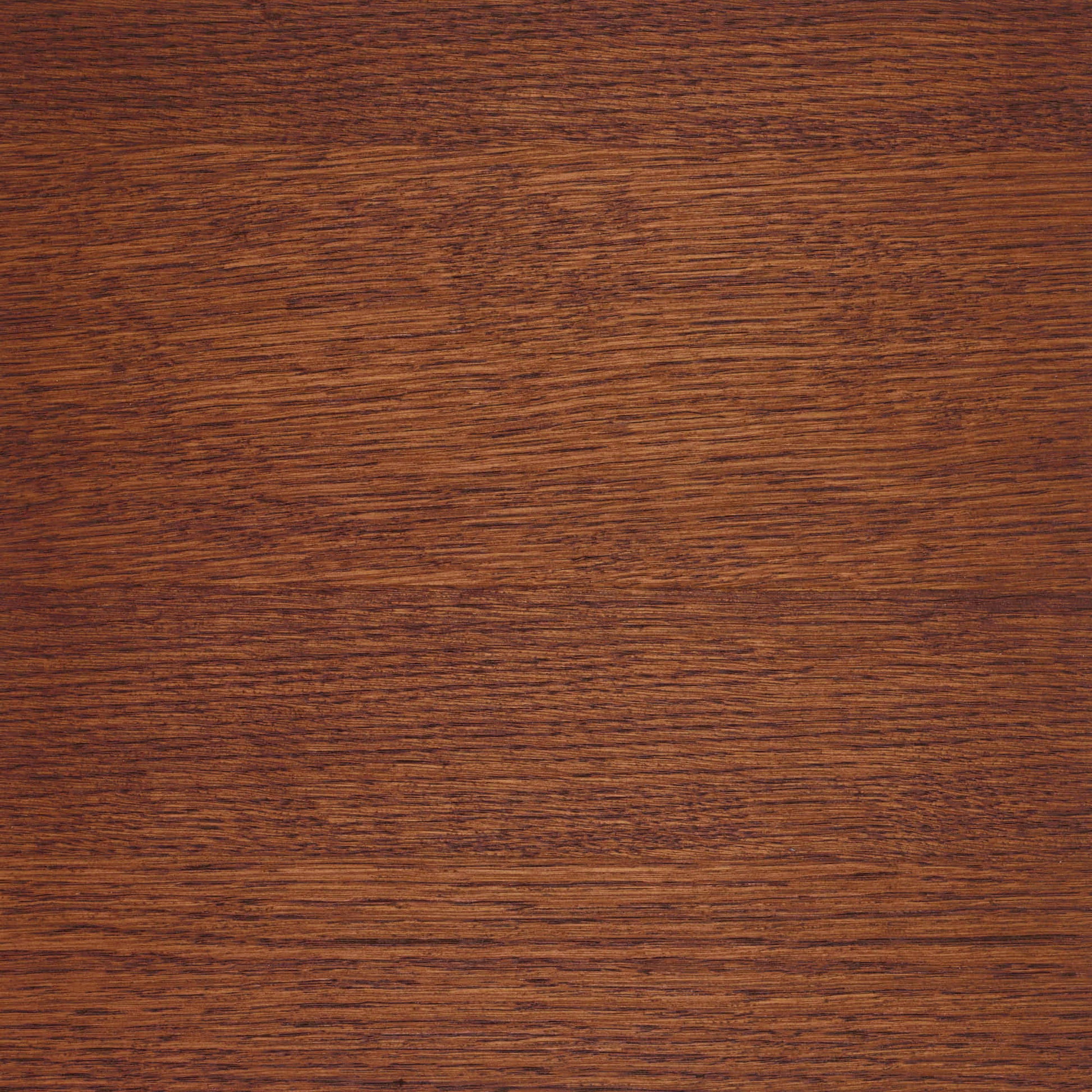 Arabica