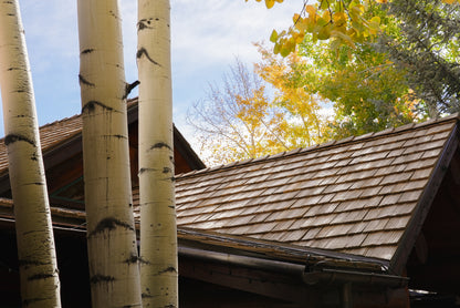 Premium: New Cedar
