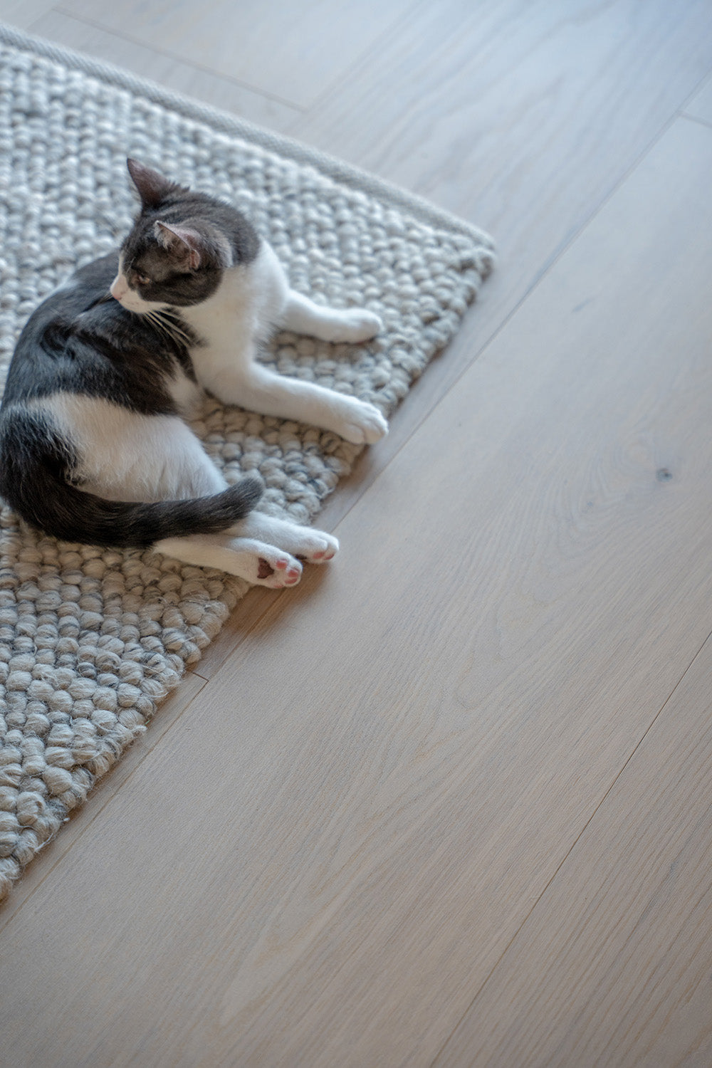 Powder White Oak XXL