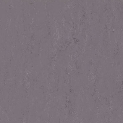 Allium 3773