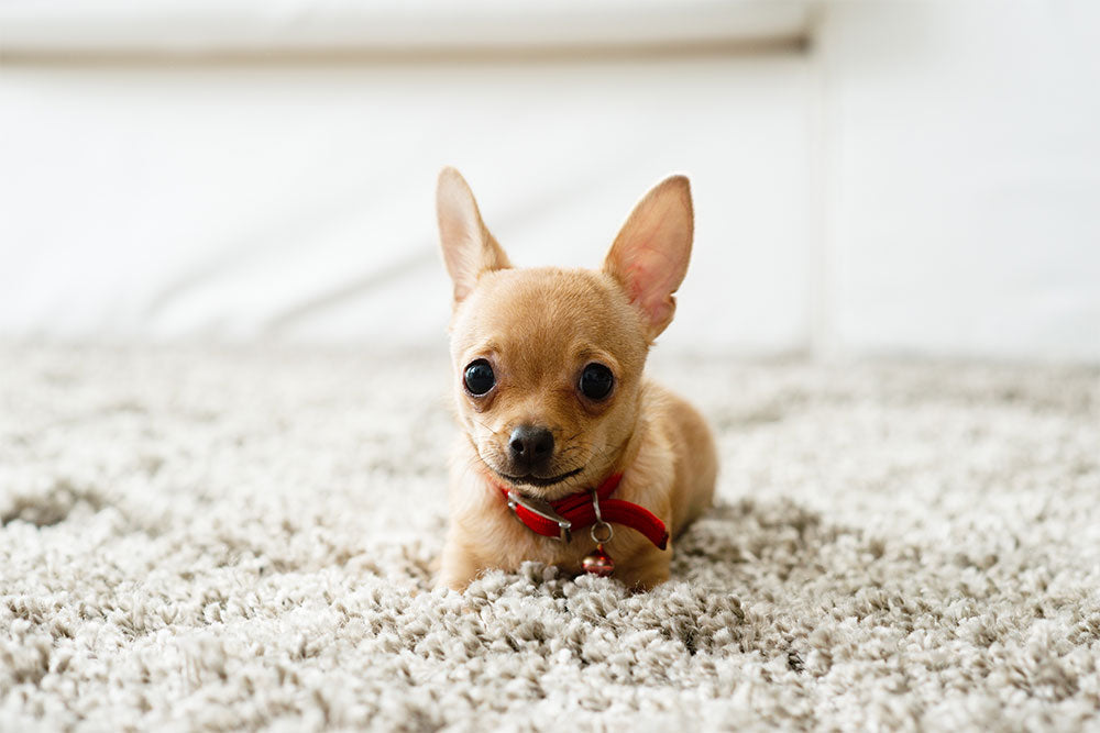 Dog (PIN)